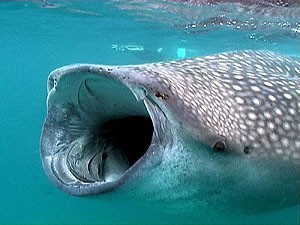 Photo:  whale shark